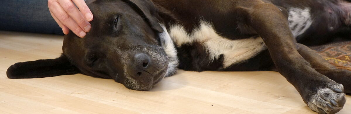 Hund in Balance