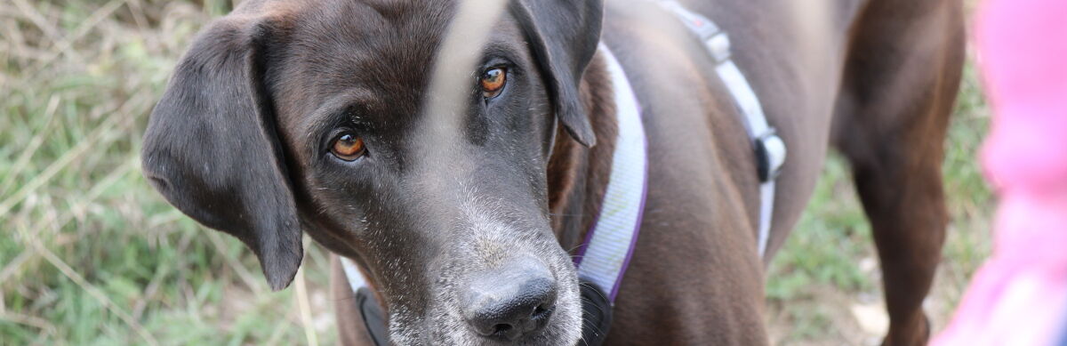 treuherziger Hundeblick