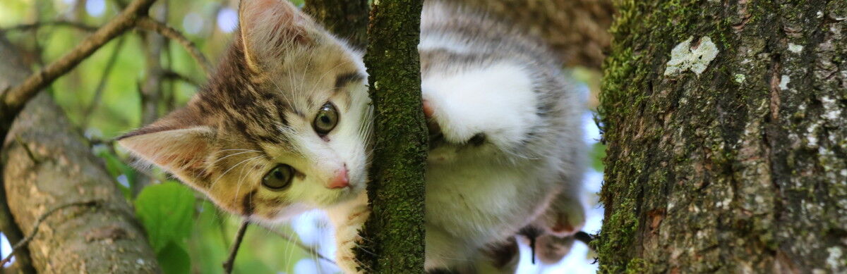 balancierende Katze im Baum